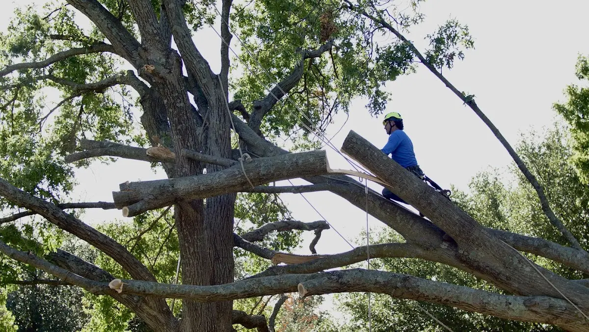 Professional Crown Thinning performed by certified arborists in Rew