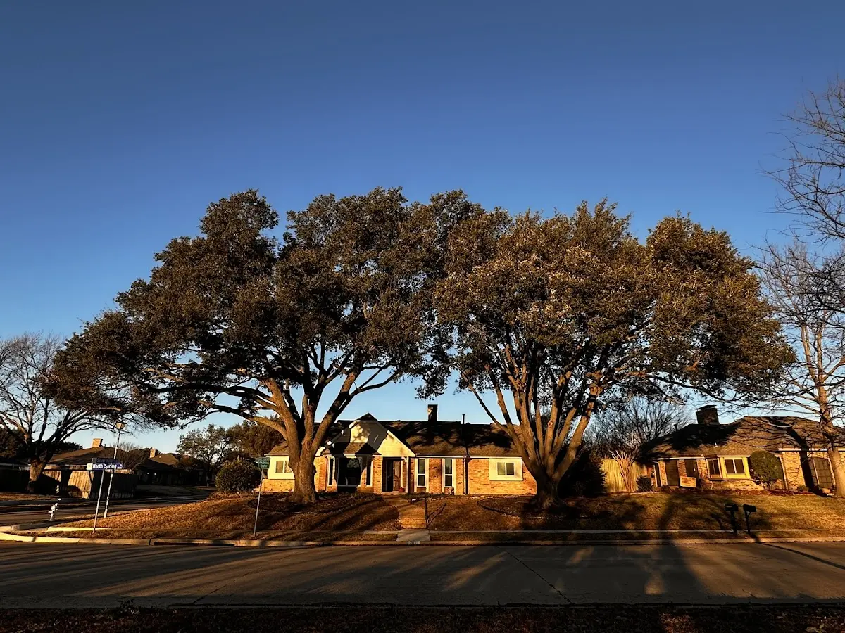 Established residential canopy tree shading a home in Rew
